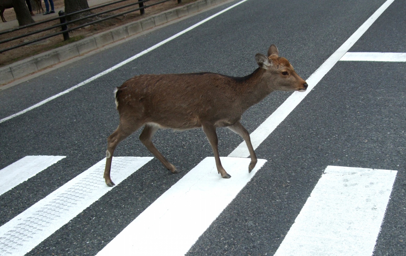 道路を横断する動物